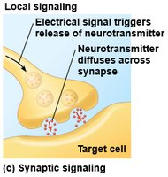 Synaptic signaling diagram