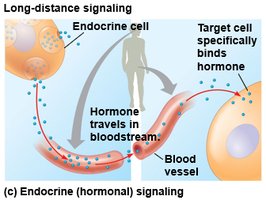 Endocrine (hormonal) signaling diagram