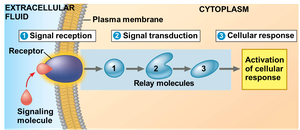 Overview of cell signaling steps