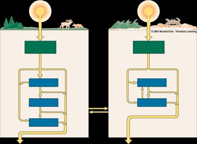 Diagram comparing grazing and detrital food chains
