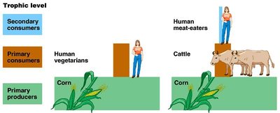 Diagram comparing energy available to human vegetarians and meat-eaters