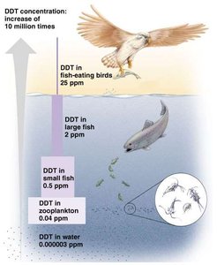 Diagram showing DDT concentration increasing up the food chain