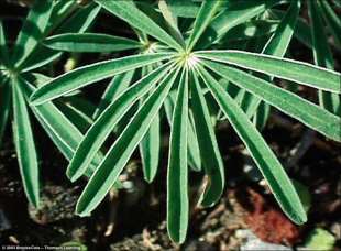 Photo of a green plant leaf, representing a photosynthetic autotroph