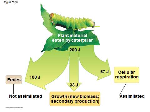 Diagram showing energy partitioning in a caterpillar (production efficiency)