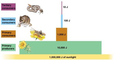 Energy pyramid showing energy transfer between trophic levels