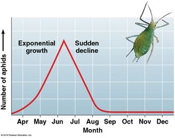 Graph showing exponential growth and sudden decline in aphid population