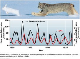 Graph showing population cycles of lynx and snowshoe hare