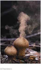 Puffball fungus releasing spores