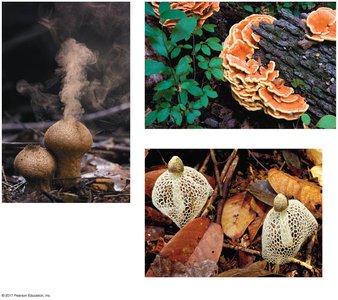 Diverse basidiomycete fungi: shelf fungi, puffballs, and maiden veil fungus