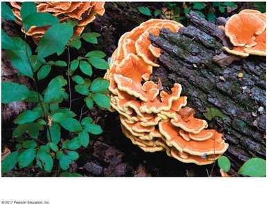 Shelf fungi growing on a log