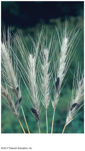 Ergot on rye caused by Claviceps purpurea
