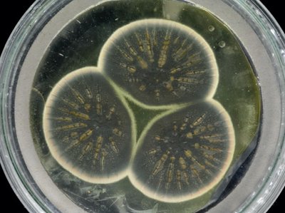 Penicillium mold growing in a petri dish