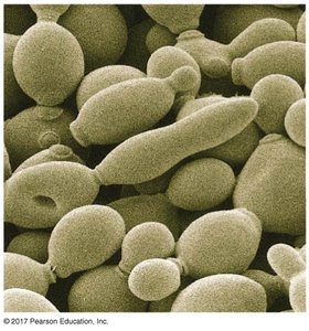 Yeast cells in various stages of budding