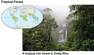 Tropical forest biome