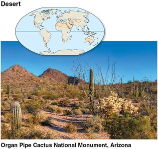 Desert biome