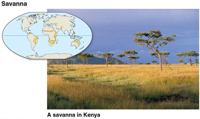 Savanna biome