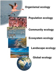 Levels of ecological research