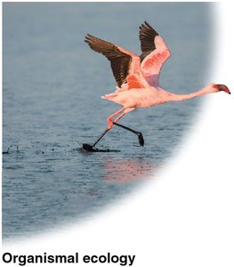 Organismal ecology example