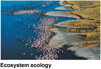 Ecosystem ecology example
