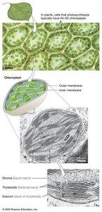 Structure of chloroplast showing thylakoids, grana, stroma