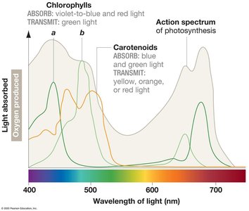 Structure of chlorophyll a and b