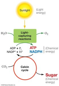 Diagram of photosynthesis showing light-capturing reactions and Calvin cycle