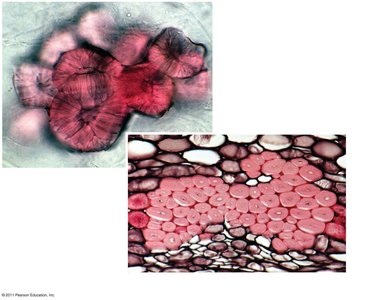 Sclereid and fiber cells