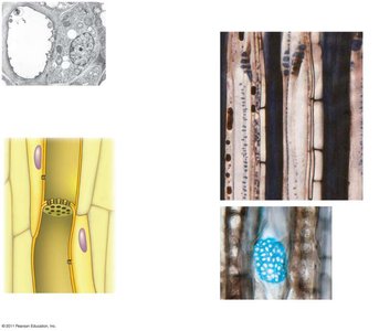 Sieve-tube elements and companion cells in phloem