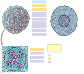 Cross sections of monocot and eudicot roots