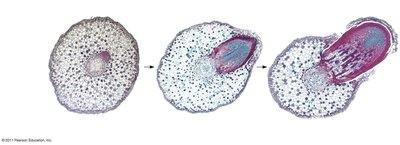 Emergence of a lateral root from the pericycle