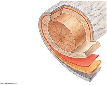 Cross section of a tree trunk showing growth rings, heartwood, sapwood, and bark