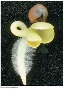 Seedling with root hairs