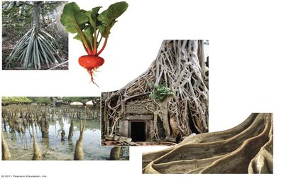 Examples of modified roots: prop roots, storage roots, aerial roots, buttress roots, pneumatophores