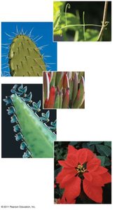 Examples of modified leaves: tendrils, spines, storage leaves, reproductive leaves, bracts