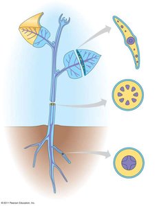Diagram of dermal, vascular, and ground tissue systems in a plant