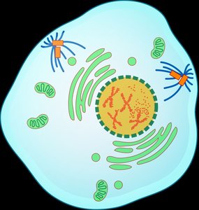 Prophase illustration