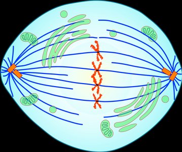 Metaphase illustration