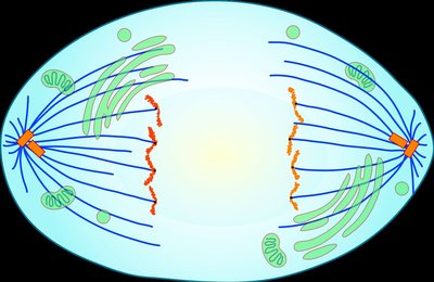 Anaphase illustration