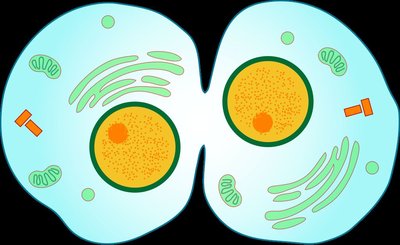 Cytokinesis illustration