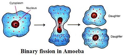 Binary fission in Amoeba