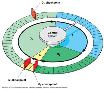 Cell cycle checkpoints diagram