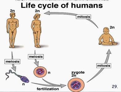 Life cycle of humans