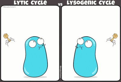 Lytic vs Lysogenic cycle cartoon