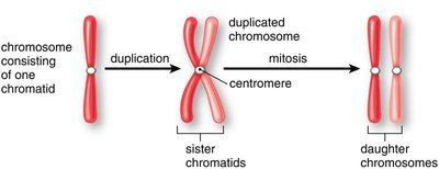 Chromosome duplication and mitosis
