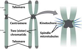 Chromosome structure with centromere and kinetochore