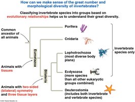 Diagram of invertebrate phylogeny and major groups