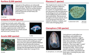 Summary of Porifera, Cnidaria, Placozoa, Ctenophora, and Acoela