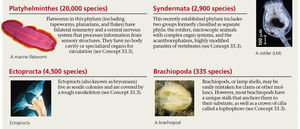 Summary of Platyhelminthes, Syndermata, Ectoprocta, Brachiopoda