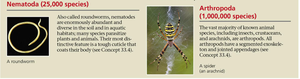 Summary of Nematoda and Arthropoda