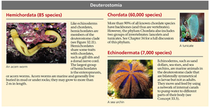 Summary of Hemichordata, Chordata, Echinodermata